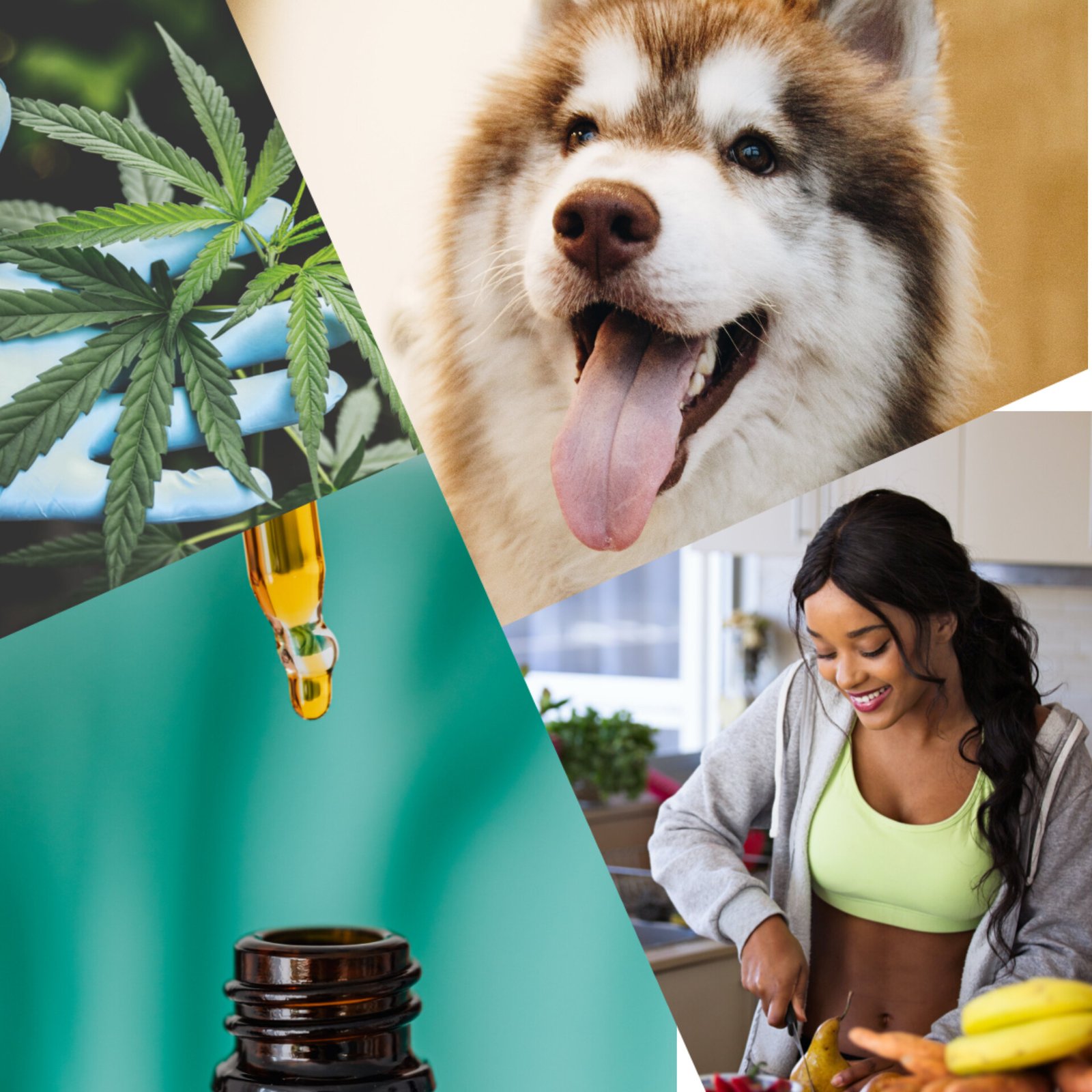CBD 6 Paw-sibilities for you and your pet pal.