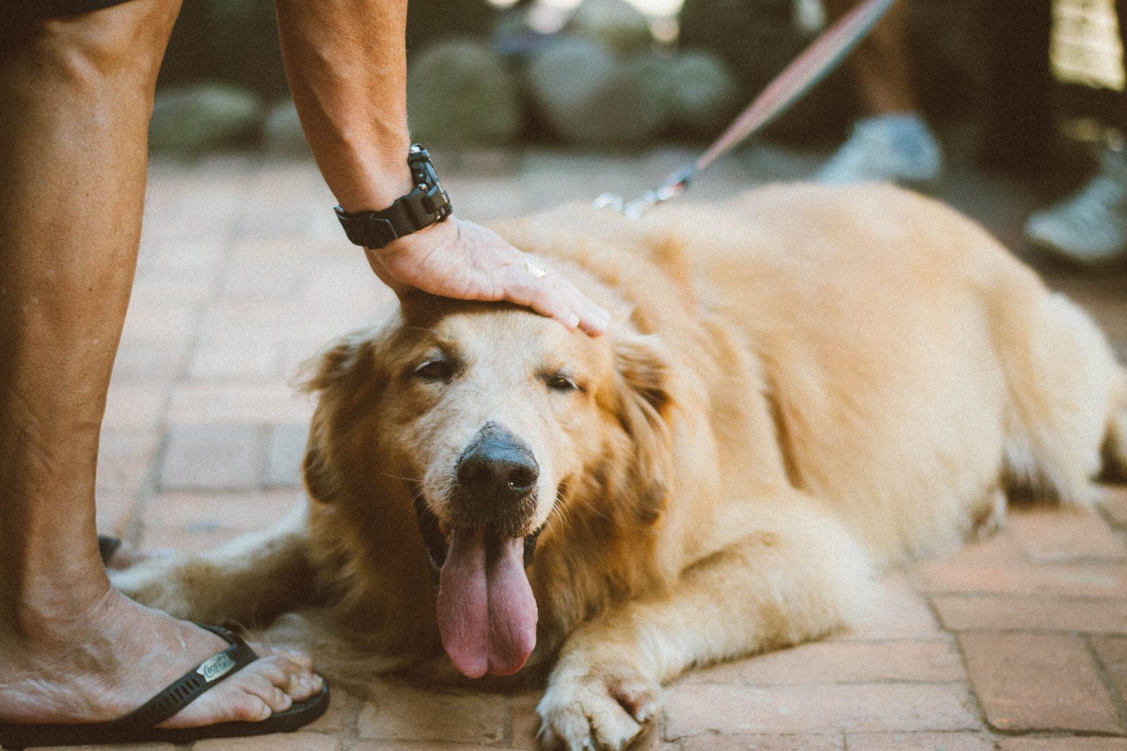 5 Wrong commands you are giving to your dog