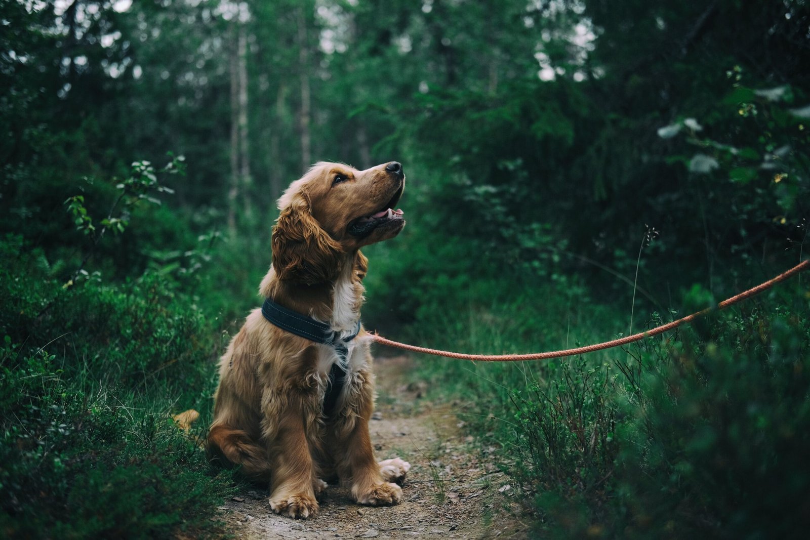 5 wrong commands you are giving your dog