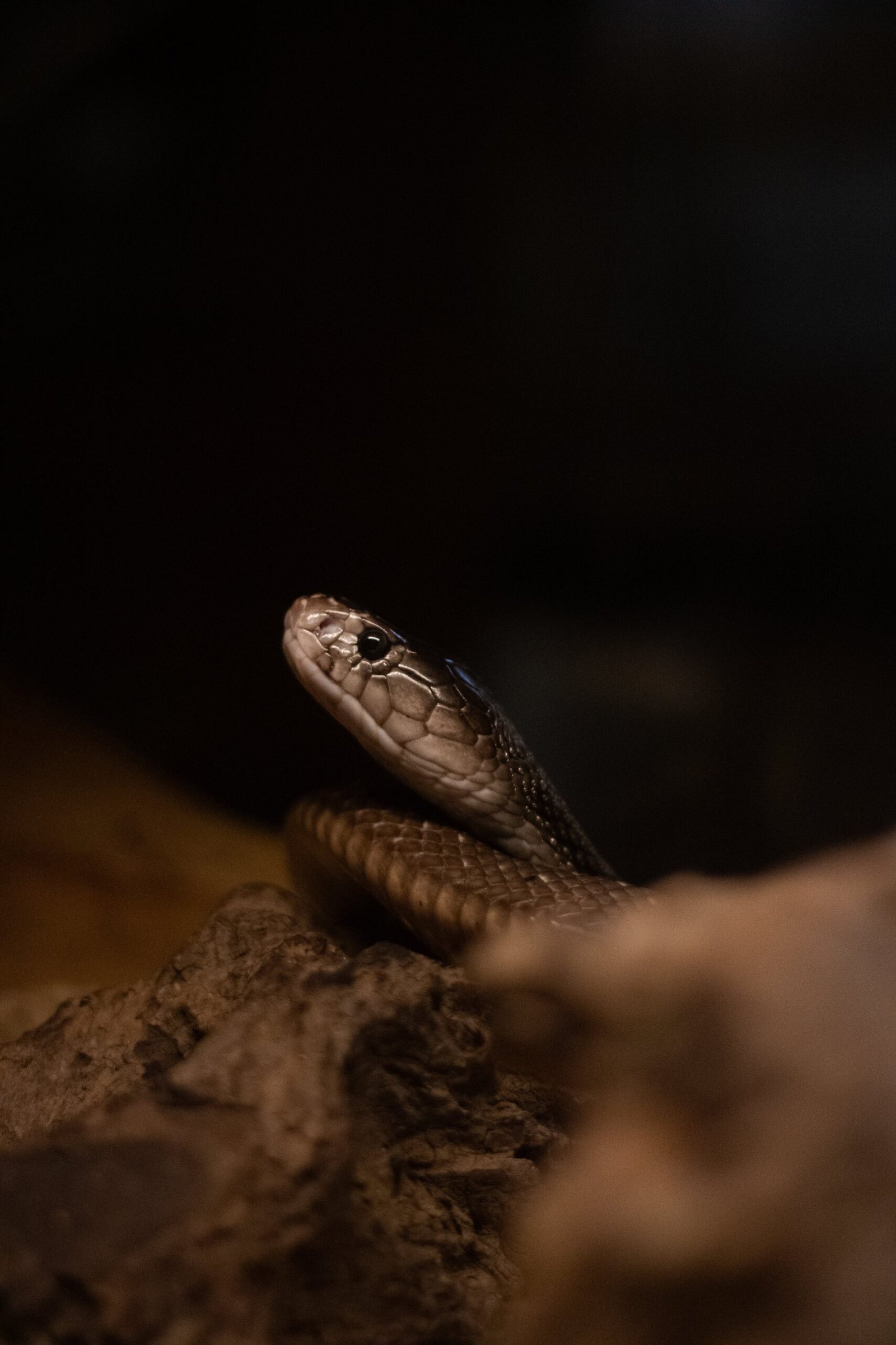 snakes can sense earthquakes before they happen
