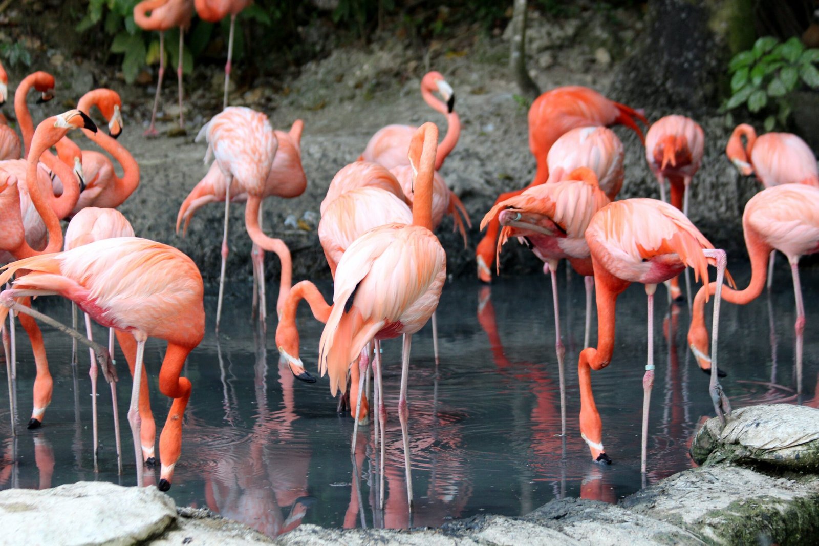 Flamingoes and earthquakes
